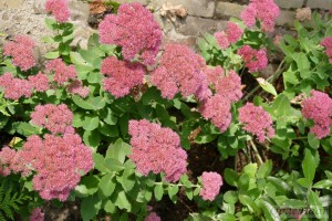 Sedum spectabile 